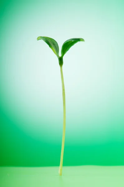 Зеленые саженцы иллюстрируют концепцию новой жизни — стоковое фото