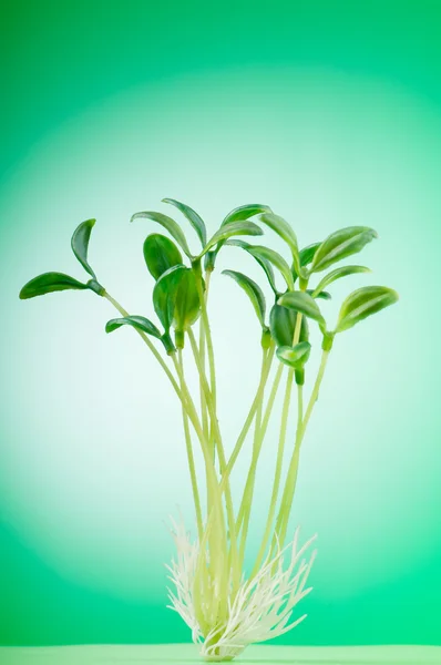 Piantina verde che illustra il concetto di nuova vita — Foto Stock