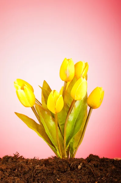 土中生长着五彩缤纷的郁金香花 — 图库照片