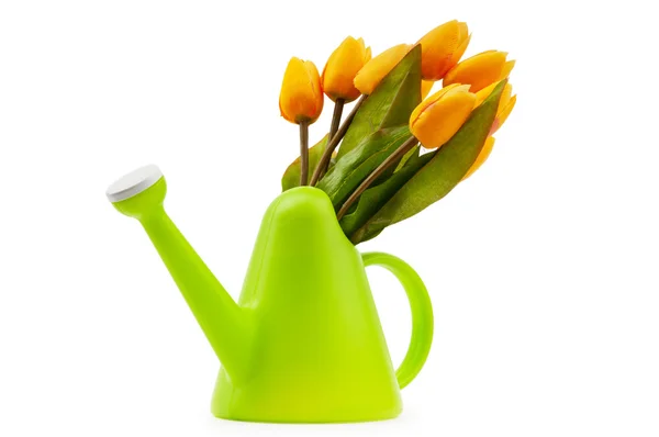 Concepto de jardinería - Tulipanes y regadera — Foto de Stock
