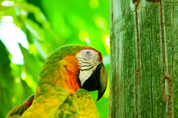 Colorato uccello pappagallo seduto sul trespolo — Foto Stock