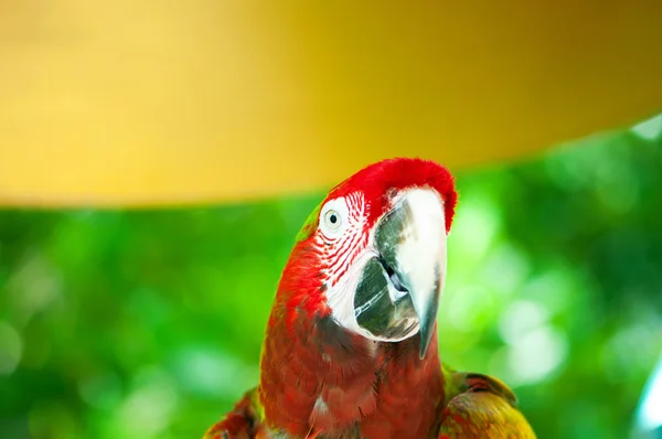 Stock image Colourful parrot bird sitting on the perch