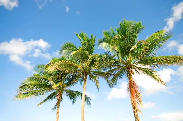 Palms trees on the beach during bright day — Stock Photo, Image