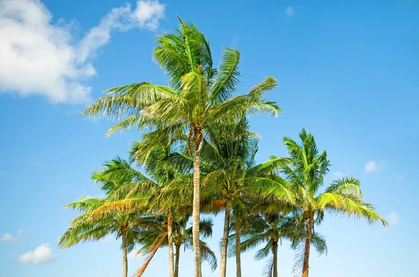Palmer træer på stranden i løbet af lyse dag - Stock-foto
