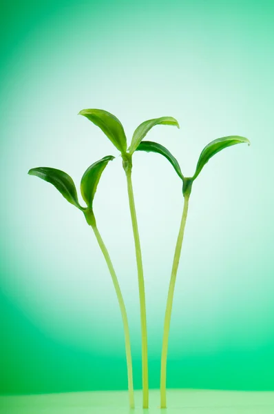 Gröna plantor illustrerar begreppet nytt liv — Stockfoto