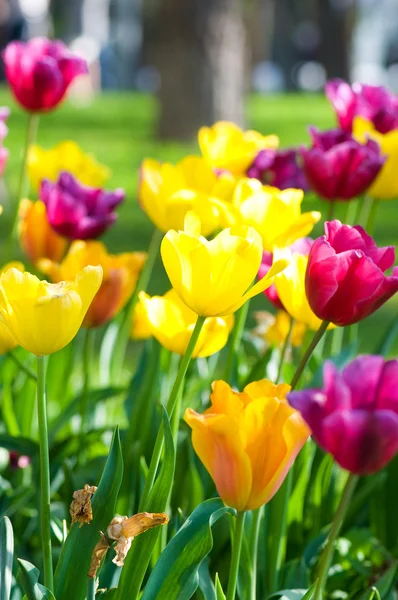 stock image Many tulips in the park