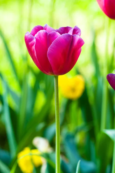 Many tulips in the park — Stock Photo, Image