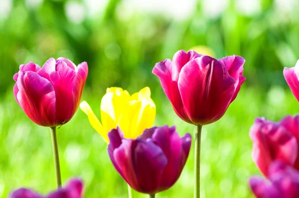 stock image Many tulips in the park