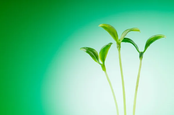Mudas verdes ilustrando conceito de nova vida — Fotografia de Stock