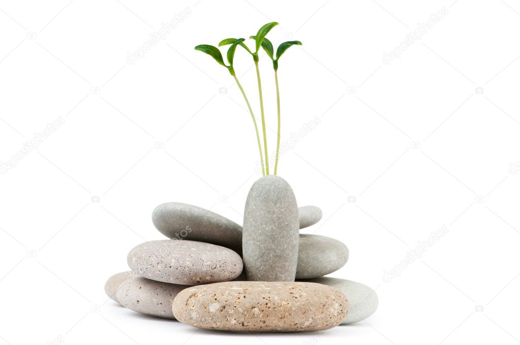 Pebbles and seedlings alternative medicine concept — Stock Photo