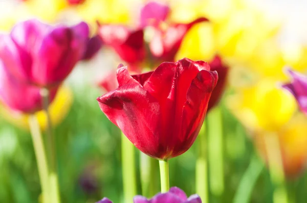 stock image Many tulips in the park