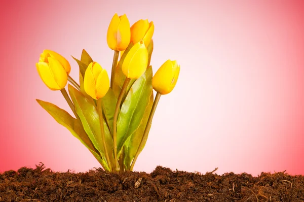 Bunte Tulpenblüten wachsen im Boden — Stockfoto