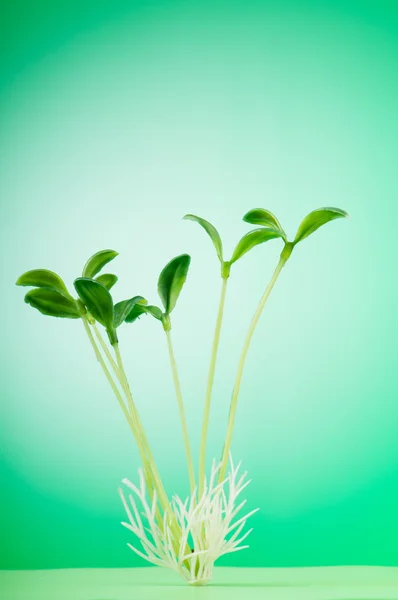 说明的新生活理念的绿苗 — 图库照片