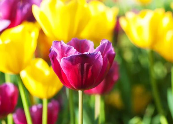 stock image Many tulips in the park