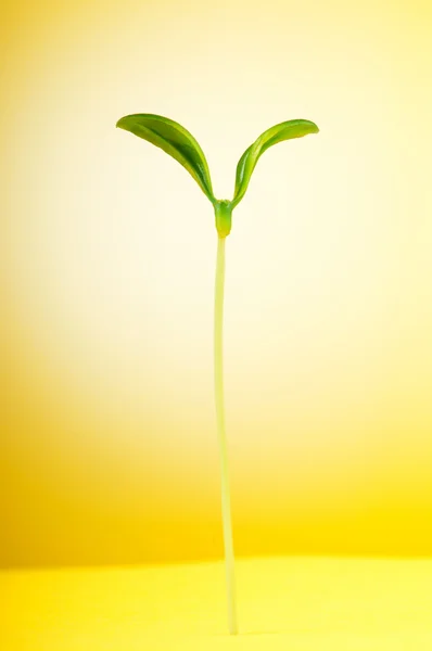 Naturen koncept - plantor på vit — Stockfoto