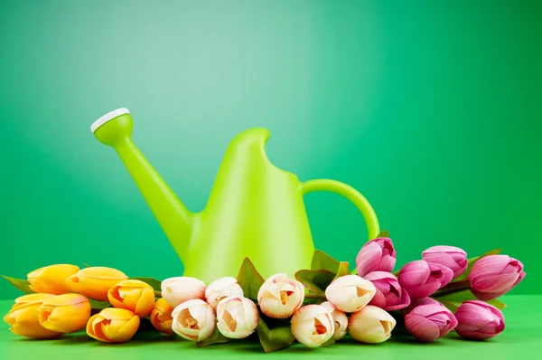 Concepto de jardinería - Tulipanes y regadera —  Fotos de Stock