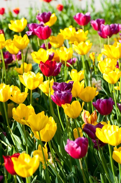 stock image Many tulips in the park