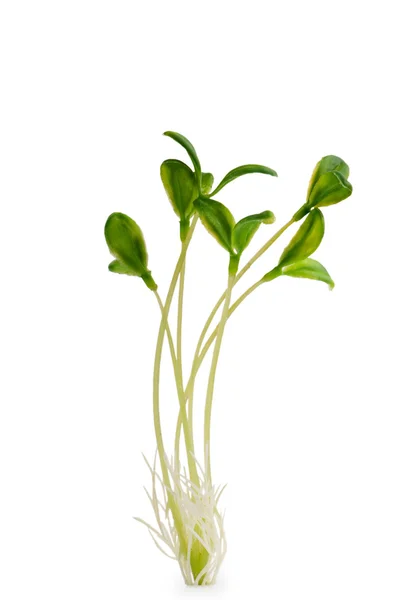 Nature concept - Seedlings on white — Stock Photo, Image