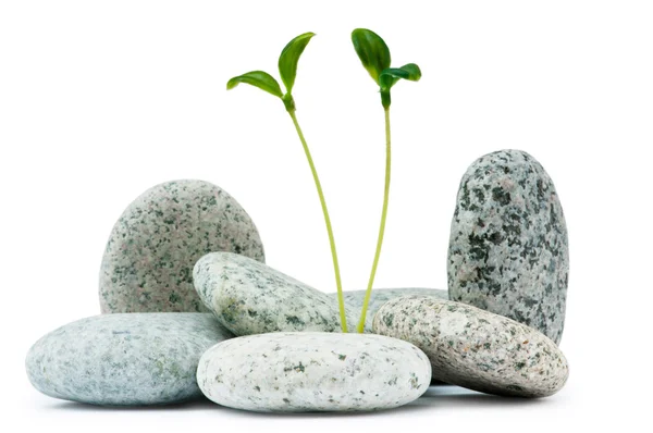 小石や苗 - 代替医療の概念 — ストック写真