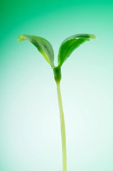 Mudas verdes ilustrando conceito de nova vida — Fotografia de Stock