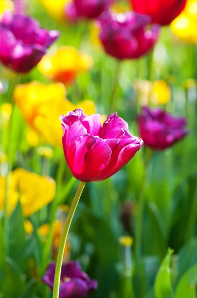Many tulips in the park — Stock Photo, Image