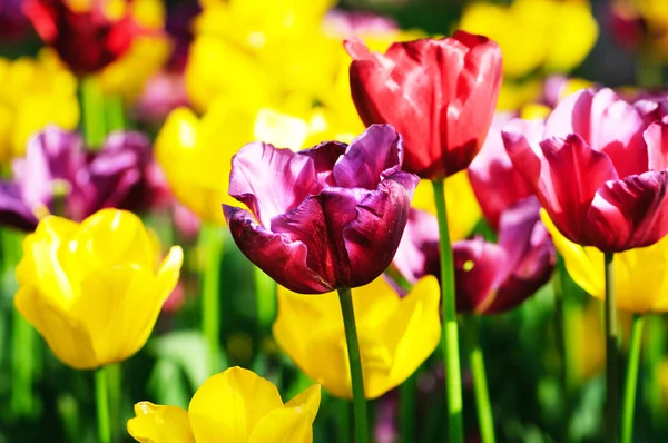 stock image Many tulips in the park