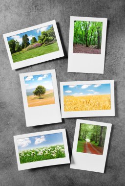 Forest on the picture frames clipart