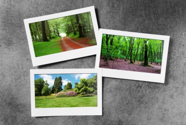 Forest on the picture frames clipart