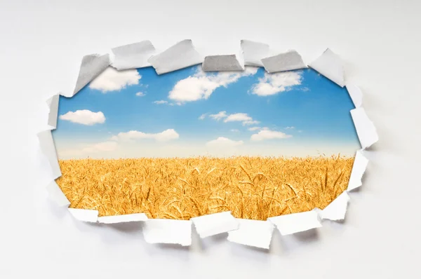 Wheat field through hole in paper — Stock Photo, Image