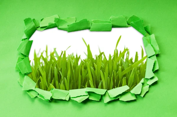Torn paper with grass — Stock Photo, Image