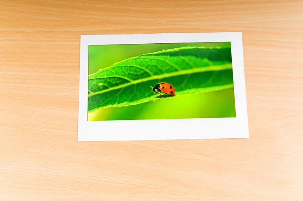 Lady bug in the picture frame — Stock Photo, Image