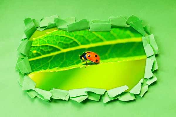 Ladybug through hole in paper — Stock Photo, Image