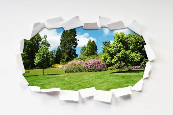 Carta strappata con alberi attraverso il foro — Foto Stock