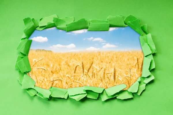 Pšeničné pole otvorem v papíru — Stock fotografie