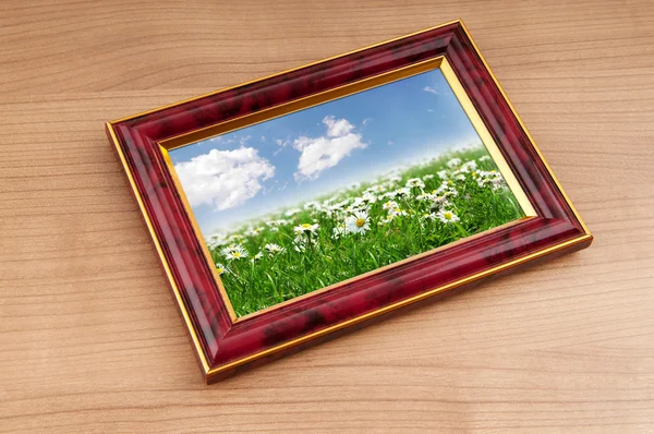 Camomiles pole v rámečku obrázku — Stock fotografie