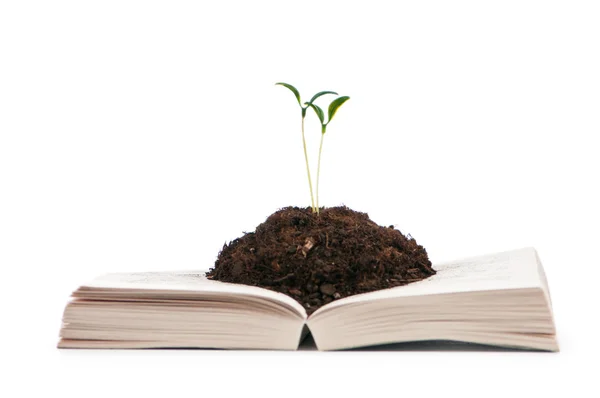 Knowledge concept with books and seedlings — Stock Photo, Image