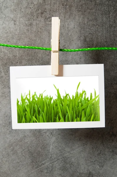 Hierba verde en el marco de fotos — Foto de Stock