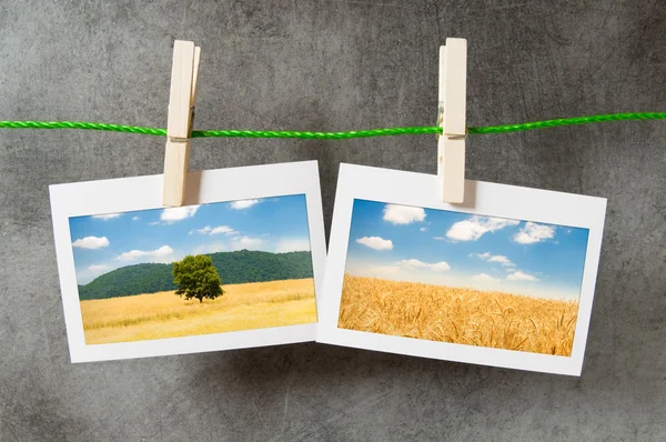 小麦在图片框中的字段 — 图库照片