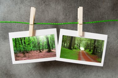 Forest on the picture frames clipart