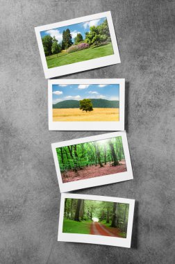 Forest on the picture frames clipart