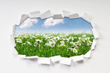 Camomiles field through hole in paper clipart