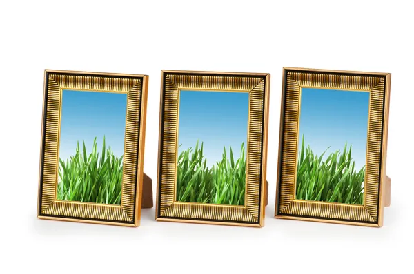 Groen gras in de afbeeldingsframes — Stockfoto