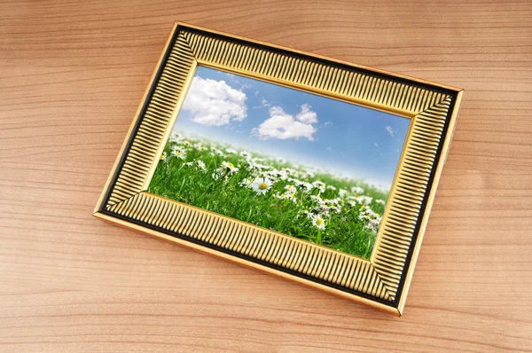 Camomiles field on picture frame — Stock Photo, Image
