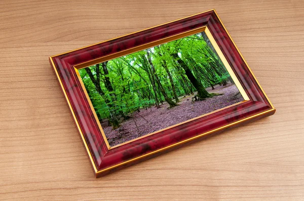 Floresta nos quadros — Fotografia de Stock