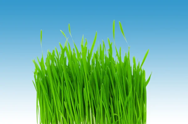 Зелена трава на тлі блакитного неба — стокове фото