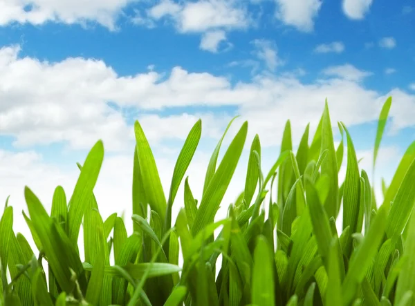 Πράσινο γρασίδι κατά του μπλε ουρανού — Φωτογραφία Αρχείου