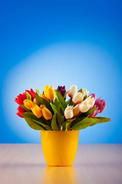 Цветы тюльпанов на градиентном фоне — стоковое фото
