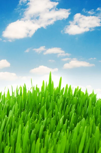 Hierba verde contra cielo azul — Foto de Stock