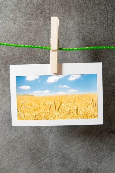 小麦在图片框中的字段 — 图库照片