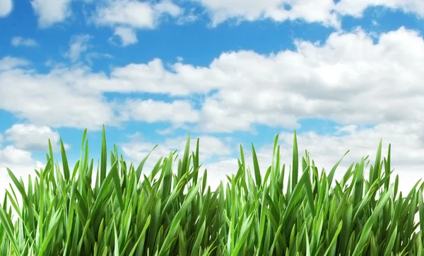 Πράσινο γρασίδι κατά του μπλε ουρανού — Φωτογραφία Αρχείου